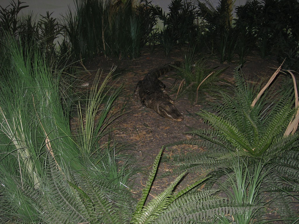 Disney 2010 D2 1360.jpg - January 9-11, 2010 Disney World Florida. Went to run the marathon. Sunday 5:40 AM start the race! Finish, go take a hot shower! Paul drove us over to Kennedy Space Center. Then buffet at Animal Kingdom for dinner!